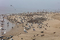 Mixed shorebird flock resting during migration, Delaware Bay, New Jersey, May.