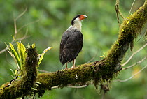 Northern crested caracara (Caracara cheriway) Buenaventura Reserve, Ecuador.