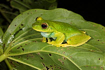Palmar treefrog (Hypsiboas pellucens) Buenaventura Reserve, Ecuador.