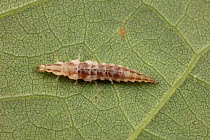 Brown lacewing larva (Hemerobiidae), Fort Washington State Park, Pennsylvania, USA, June.