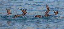 Brown noddy (Anous stolidus) flock in flight, Santa Cruz, Galapagos.