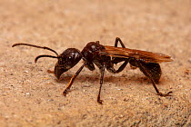 Bullet ant (Paraponera clavata) queen, Buenaventura Reserve, Ecuador.