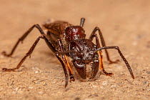 Bullet ant (Paraponera clavata) queen, Buenaventura Reserve, Ecuador.