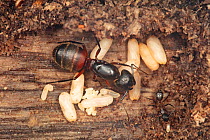 Ferruginous carpenter ant nest (Camponotus chromaiodes) new nest beneath bark; Pennsylvania, USA, July.