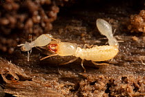 Eastern subterranean termite (Reticulitermes flavipes) Fort Washington State Park, Pennsylvania, USA, July.