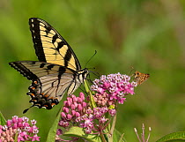 Eastern tiger swallowtail (Papilio glaucus) and Peck&#39;s skipper butterfly (Polites peckius) on swamp milkweed (Asclepias incarnata) French Creek State Park, Pennsylvania, USA. July.