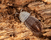 European woodlouse (Oniscus asellus) moulting in log, Pennsylvania, USA, August.