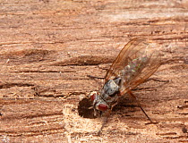 Anthomyiid fly; searching for egg laying site in hole. Fort Washington State Park, Pennsylvania, USA, September.