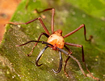 Army ant (Eciton burchellii), Copalinga Reserve, Ecuador.