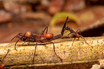 Army ant (Eciton burchellii) carrying prey, Copalinga Reserve, Ecuador.
