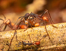 Army ant (Eciton burchellii) soldier with large mandibles, Copalinga Reserve, Ecuador.