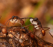 Army ant (Eciton burchellii) carrying prey pupa, Copalinga Reserve, Ecuador.