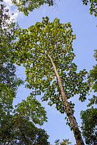 Balsa tree (Ochroma pyramidale) Buenaventura Reserve, Ecuador.