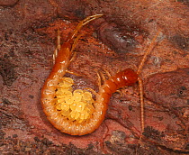 Bark centipede (Scolopocryptops sexspinosus) guarding eggs in rotten log, Pennsylvania.