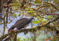 Bearded guan (Penelope barbata) Tapichalaca Reserve, Ecuador.