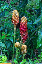 Beehive ginger (Zingiber spectabile) Buenaventura Reserve, Ecuador.