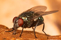 Blow fly (Lucilia) Wissahickon Valley Park, Pennsylvania, USA, September.