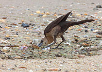 Boat-tailed grackle (Quiscalus major) foraging on horseshoe crab eggs, Delaware Bay, New Jersey, USA, May.