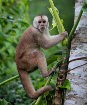 White-fronted capuchin monkey (Cebus albifrons) male, Copalinga Reserve, Ecuador.