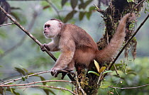 White-fronted capuchin monkey (Cebus albifrons) male, Copalinga Reserve, Ecuador,