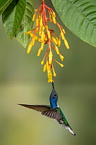 White-necked jacobin hummingbird (Florisuga mellivora) feeding from flower, Buenaventura Reserve, Ecuador.