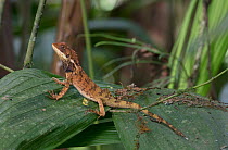 Touzet&#39;s dwarf-iguana (Enyalioides touzeti) Buenaventura Reserve, Ecuador.