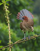 Rufous-headed chachalaca (Ortalis erythroptera) with tail feathers fanned, Buenaventura Reserve, Ecuador.