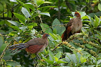 Rufous-headed chachalaca (Ortalis erythroptera) pair, Buenaventura Reserve, Ecuador.