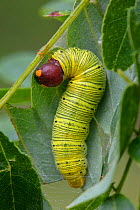 Silver-spotted skipper caterpillar (Epargyreus clarus) weaving shelter, Ford Washington State Park, Pennsylvania, USA. September.