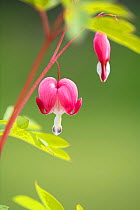 Bleeding hearts (Lamprocapnos spectabilis) garden cultivar, Surrey, England, Uk. May.
