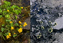 Marsh Marigold (Caltha palustris) comparison with normal, and UV reflected light. Surrey, England, U. March.
