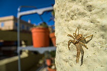 Crab spider (Xysticus sp.) on balcony, Genova, Italy, May.