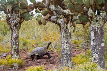 Pinzon giant tortoise (Chelonoidis duncanensis), saddleback type typical of arid island, their long necks and raised shell allowing them to browse on cacti. Captive-raised as hatchlings to protect the...