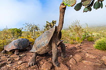 Pinzon giant tortoise (Chelonoidis duncanensis) feeding. Saddleback type typical of arid island, their long necks and raised shell allowing them to browse on cacti. Captive-raised as hatchlings to pro...