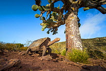 Pinzon giant tortoise (Chelonoidis duncanensis), saddleback type typical of arid island, their long necks and raised shell allowing them to browse on cacti. Captive-raised as hatchlings to protect the...