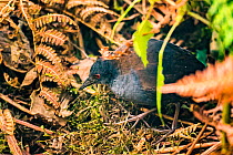 Galapagos rail (Laterallus spilonotus), an endemic species which has almost lost the power of flight. Pinta Island, Galapagos.