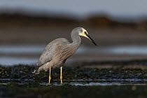 White-faced heron (Egretta novaehollandiae) standing in the water in the intertidal zone (shoreline) of Port Philip Bay, looking for food. Ricketts Point, Beaumaris, Victoria, Australia. May.