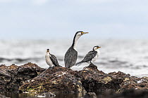 Little pied cormorants (Microcarbo melanoleucos) two standing either side of a Pied cormorant (Phalacrocorax varius) on coastal rocks, Ricketts Point, Beaumaris, Victoria, Australia. May.