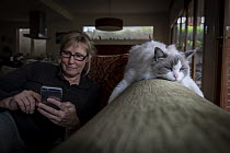 Portrait of female rag doll cat , Chloe, relaxing on a couch whilst her owner, checks her phone. Brighton, Victoria, Australia. April 2020. Editorial use only