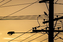 Sunset silhouetted Australian raven (Corvus coronoides) on powerlines. Brighton, Victoria, Australia. April.