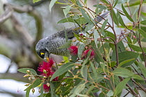 Noisy miner (Manorina melanocephala) feeding on a flowering Eucalyptus sp. Elsternwick Nature Reserve, Elsternwick, Victoria, Australia.