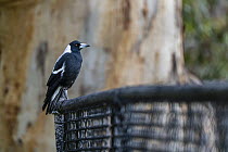 Australian magpie (Cracticus tibicen) sitting on a fence in front of a River red gum. (Eucalyptus camaldulensis). Elsternwick, Victoria, Australia. May.