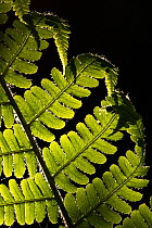 Male fern (Dryopteris felix mas) backlit, close-up, Broxwater, Cornwall, UK. May.