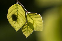 Green shieldbug (Palomena prasina) silhouetted on beech leaves (Fagus sylvatica), Broxwater, Cornwall, UK. May.