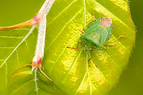 Green shieldbug (Palomena prasina) camouflaged on beech leaves (Fagus sylvatica), Broxwater, Cornwall, UK. May.