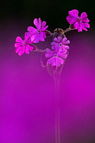 Red Campion (Silene dioica), backlit in early morning sunlight, spring, Broxwater, Cornwall, UK. April.