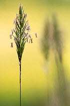 Sweet Vernal Grass (Anthoxanthum odoratum) with flower spikelets, Broxwater, Cornwall, UK. May.