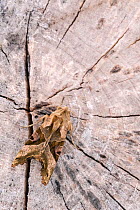 Angle Shades moth (Phlogophora meticulosa) camouflaged on tree stump, Broxwater, Cornwall, UK. May.