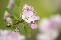Apple tree (Malus domestica) blossom in orchard in spring, Broxwater, Cornwall, UK. April.