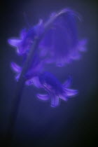 Bluebell (Hyacinthoides non-scripta) flower, soft glow from in-camera double exposure, Broxwater, Cornwall, UK. May.